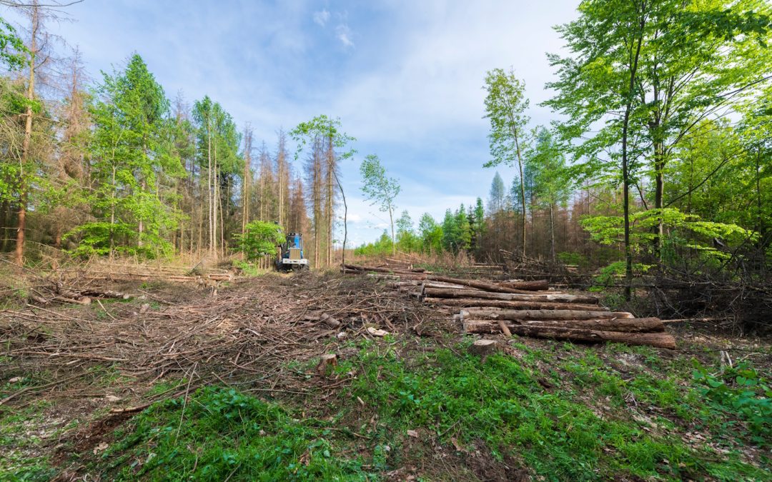 forest clearing